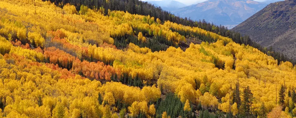 Yellow fall aspens on the slopes of Monroe Mountain, Fishlake National Forest, Utah